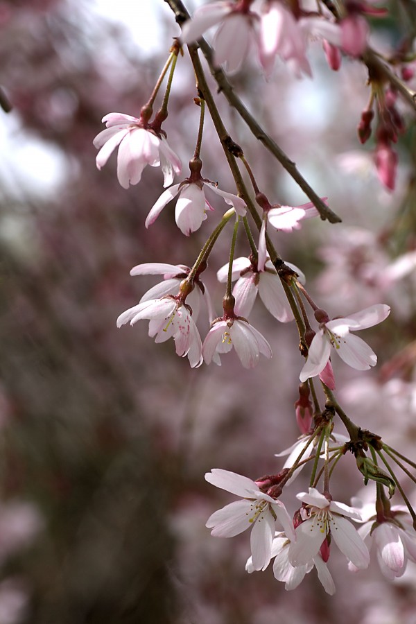 Weeping Cherry by Joy Watson